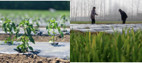 Agricultural Application